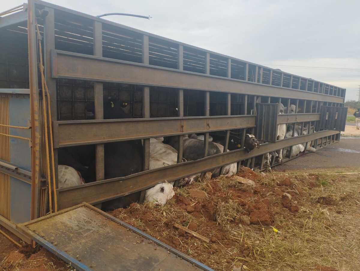 Caminhão que transportava gado vivo tomba no trevo da BR 262 ao menos