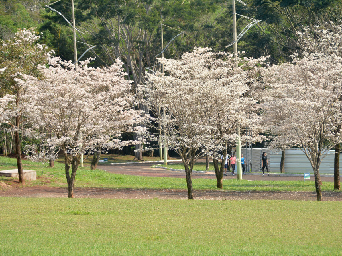 Ipê-branco no Parque das Nações Indígenas