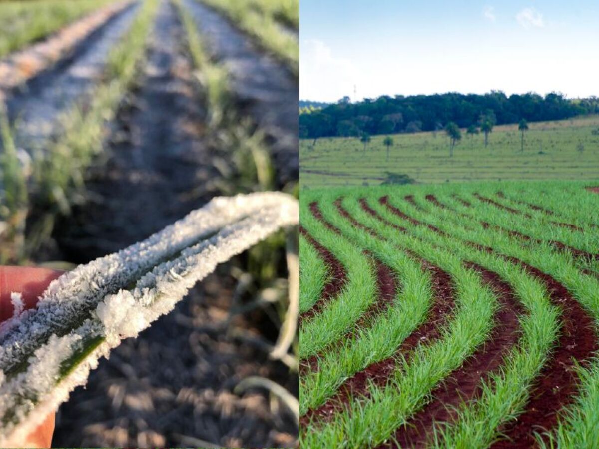 Folhosas tendem a ser mais vulneráveis que demais culturas e principal cuidado dos produtores no período deve ser para com a irrigação