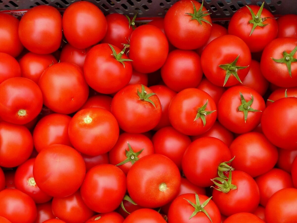 Rico em vitamina C: de sabor adocicado e refrescante, o tomate-cereja pode ser servido cru ou cozido