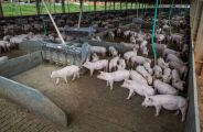 MS acelera produ&ccedil;&atilde;o de su&iacute;nos para ampliar as exporta&ccedil;&otilde;es