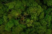 Entidade de Rio Negro &eacute; alvo do MPF por pesquisas ligadas &agrave; "Ratanab&aacute;"
