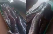 Polícia investiga pescadores por lotar canoa já no início da Piracema