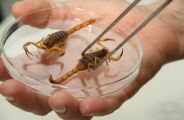 Super-El Ni&ntilde;o pode levar &agrave; alta de ataques de animais pe&ccedil;onhentos