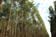 Mato Grosso do Sul: o vale da celulose no Brasil