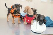 MS tem 14 mil animais no SinPatinhas, mas s&oacute; 10% t&ecirc;m microchip