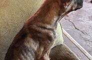 Multa por maus-tratos a animais pode chegar a R$ 1 milh&atilde;o em casos graves
