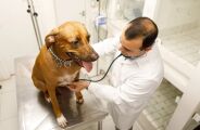 Ministério do Meio Ambiente oferece curso para médicos veterinários de todo o Brasil 