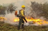 "Miopia" de satélite superfaturava tragédia dos incêndios no Pantanal