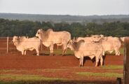 Arroba vai a R$ 300 e carne bovina deve ficar mais cara ao consumidor 