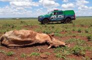 Polícia encontra animais mortos e multa fazendeiro em R$ 15 mil por maus-tratos