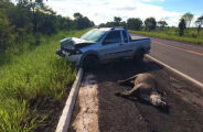 Obras para diminuir atropelamentos no Pantanal finalmente vão sair do papel