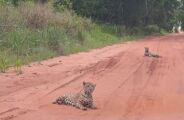 Filhotes de onça são avistados em estrada de MS; veja vídeo