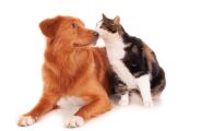 Cl&iacute;nica de SC recebe 5 milh&otilde;es para esterilizar c&atilde;es e gatos em MS