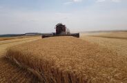 Mato Grosso do Sul deve plantar 40 mil hectares de trigo na safra de inverno
