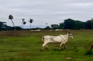 Vistoria da Iagro é adiada e "mistério" sobre bois continua