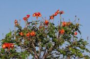 Depois da murta, MS quer dar fim a planta letal para abelhas e beija-flores