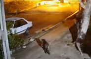 Aparição de onça volta a causar temor na área urbana de Corumbá; veja vídeo