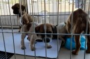Campo Grande tem 180 dias para criar abrigo que acolha c&atilde;es e gatos abandonados