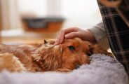 Pet B+: Pets também podem desenvolver transtornos mentais e emocionais. Fique atento aos sinais
