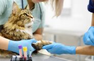 Pet B+: Saúde felina: saiba por que considerar um especialista em gatos