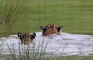 On&ccedil;a-pintada Aracy &eacute; flagrada ensinando o filhote a nadar no Pantanal de MS
