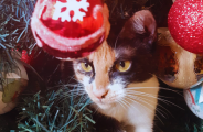 Seu gato destrói a árvore de Natal? Veja dicas de enfeites 