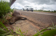 Atropelamento de animal volta a provocar acidente grave no anel vi&aacute;rio