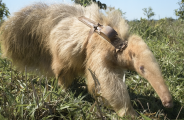 Raro: tamandu&aacute;-bandeira albino surpreende pesquisadores