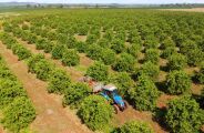 Citricultura deve ganhar mais 30 mil hectares em MS nos pr&oacute;ximos anos
