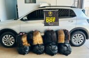 DOF apreende 257 kg de cabelo humano avaliados em mais de R$ 2,5 milhões