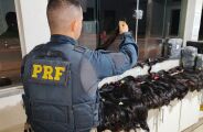 PRF apreende 59 kg de cabelo humano
