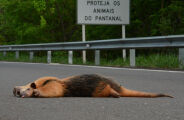Minist&eacute;rio P&uacute;blico abre inqu&eacute;rito para investigar altas de atropelamentos de animais em rodovia 