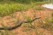 Sucuri-verde invade casa e tenta pegar animais dom&eacute;sticos em MS