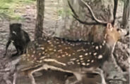 Cervo da &Iacute;ndia pode virar praga no Pantanal e amea&ccedil;ar outras esp&eacute;cies