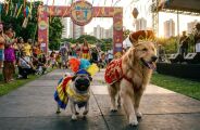 Carnaval e pets: saiba porque a folia pode causar danos &agrave; sa&uacute;de e ao bem-estar do seu c&atilde;o