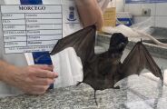 Sa&uacute;de confirma 3&ordm; caso de morcego infectado pela raiva s&oacute; neste ano
