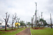 Bosque surge da noite para o dia em avenida de Campo Grande
