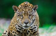 Entenda a import&acirc;ncia da COP15 ser no Pantanal de Mato Grosso do Sul