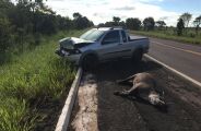 Mapa digital vai monitorar atropelamentos de animais em rodovias de MS