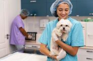 Voc&ecirc; se importa com o bem estar dos m&eacute;dicos veterin&aacute;rios? Conhe&ccedil;a a campanha sobre o assunto.