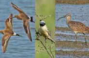 Veja as tr&ecirc;s aves que passam pelo Pantanal inclu&iacute;das em anexos da COP15