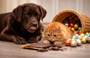 P&aacute;scoa: chocolate est&aacute; entre os principais riscos &agrave; sa&uacute;de de c&atilde;es e gatos