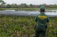 Fiscaliza&ccedil;&otilde;es contra inc&ecirc;ndios no Pantanal s&atilde;o intensificadas em MS