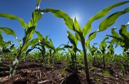 Guerra no Oriente M&eacute;dio eleva fertilizantes em at&eacute; 65% em MS