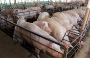 Suinocultura cresceu 50% nos &uacute;ltimos tr&ecirc;s anos em MS 