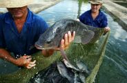 Com EUA como principal importador, MS avan&ccedil;a na produ&ccedil;&atilde;o de peixes de cultivo