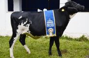 Vaca Juma se destaca no julgamento da ra&ccedil;a Girolando na 86&ordf; Expogrande