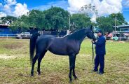 Gen&eacute;tica sul-mato-grossense domina julgamento de cavalos &aacute;rabes na Expogrande 