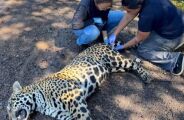 On&ccedil;a que morreu ap&oacute;s ser atropelada na BR-262 tem material gen&eacute;tico coletado para estudo
